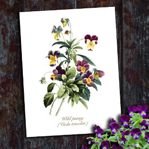 Postal Elegante Flores Botánicas Vintage Pansy