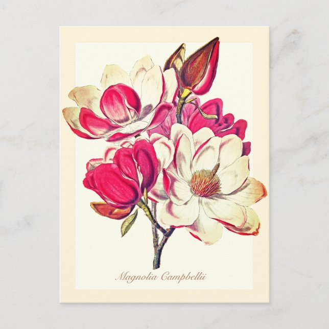 Postal Elegante Flores rosadas de Magnolia botánica venec (Anverso)