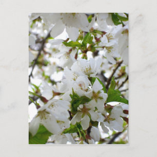 Postal Elegante foto de flor blanca