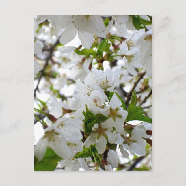 Postal Elegante foto de flor blanca (Anverso)
