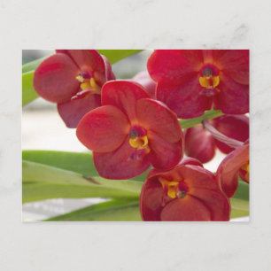 Postal Elegante foto de orquídeas rojas
