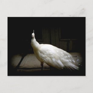 Postal Elegante foto de pájaro marrón blanco vintage natu