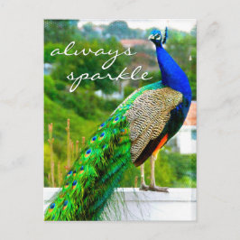 Postal Elegante foto de pavo real verde azul siempre resp