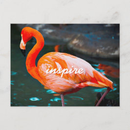 Postal Elegante foto rosa de flamenco inspirada en escrit