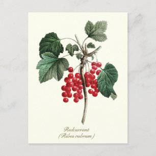 Postal Elegante fruta de Berry redundante de venado botán