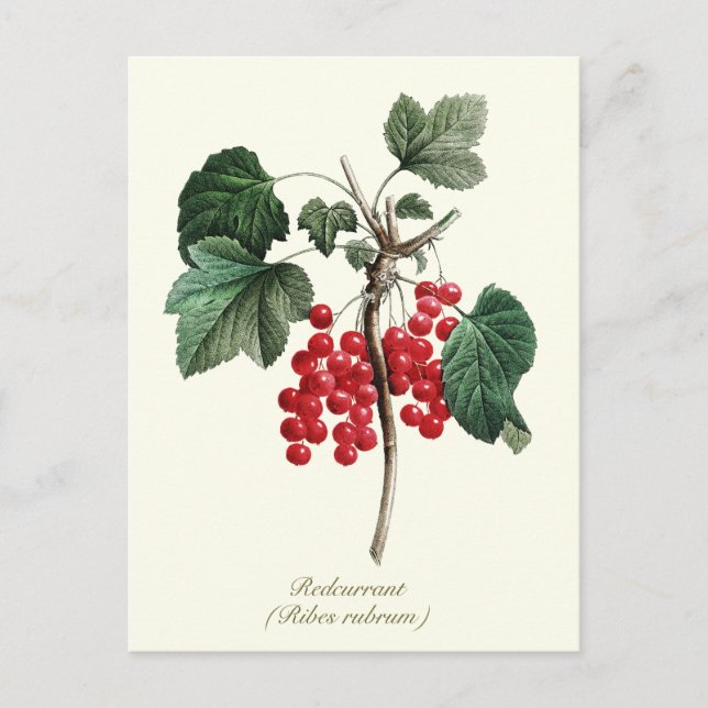 Postal Elegante fruta de Berry redundante de venado botán (Anverso)