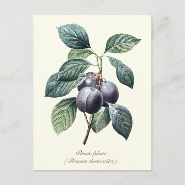 Postal Elegante Fruta de ciruela de ciruelas vaginales (Anverso)