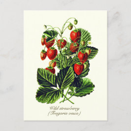Postal Elegante fruta de fresa salvaje de época