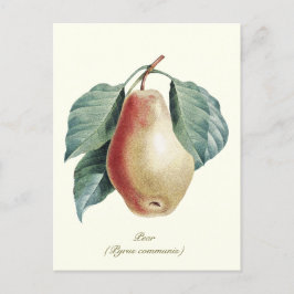 Postal Elegante Fruta de Pear Botánico Vintage