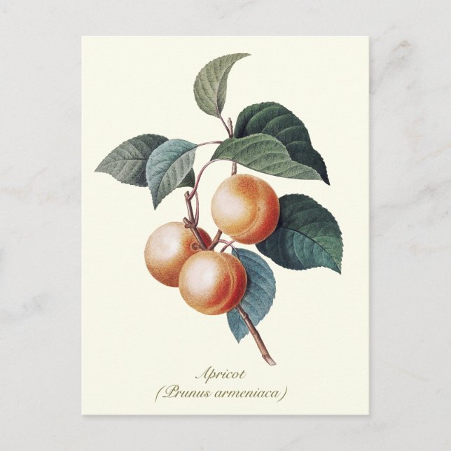 Postal Elegante fruta vinícola vintage (Anverso)