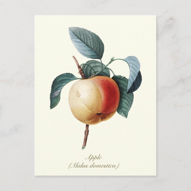 Postal Elegante fruta vinícola vintage (Anverso)