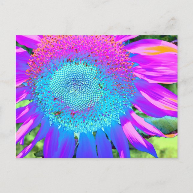 Postal Elegante girasol retro rosa rosa azul (Anverso)