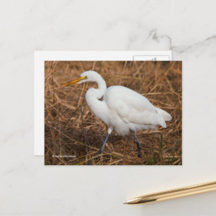 Postal Elegante Gran Ave Egret en las Lechas