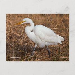 Postal Elegante Gran Ave Egret en las Lechas