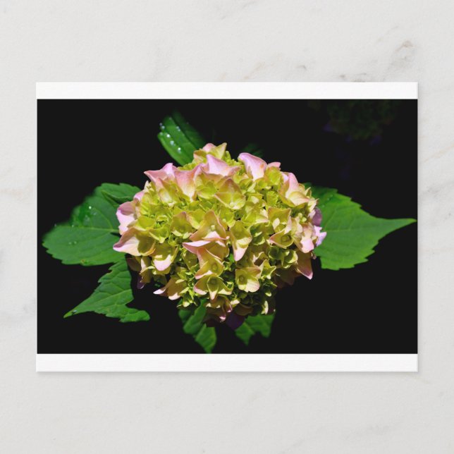 Postal Elegante hidráneas florales rosa y verde suave (Anverso)