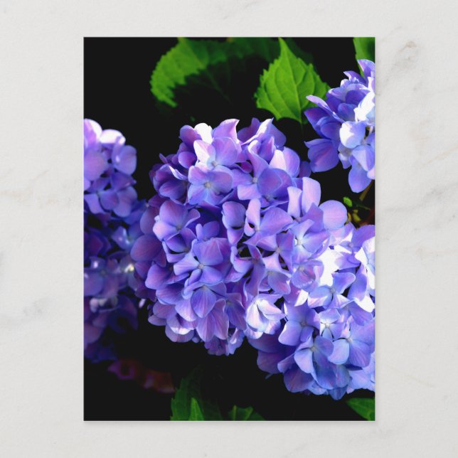 Postal Elegante hortensias azul violeta de flores moradas (Anverso)