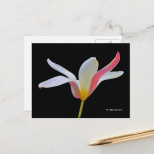 Postal Elegante Lady Tulip Flores rosas blancas