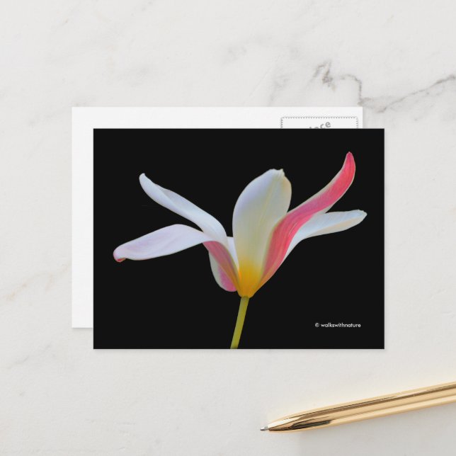 Postal Elegante Lady Tulip Flores rosas blancas (Anverso/Reverso In Situ)