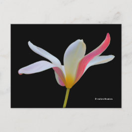 Postal Elegante Lady Tulip Flores rosas blancas