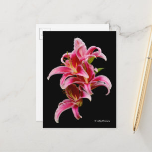 Postal Elegante Lilies Orientales Rosa