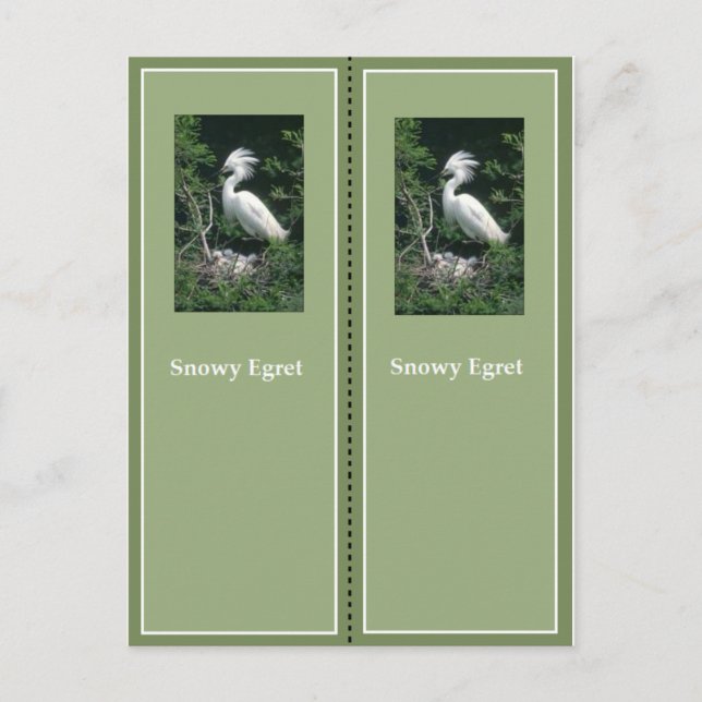 Postal Elegante marcador Egret Snowy (Anverso)