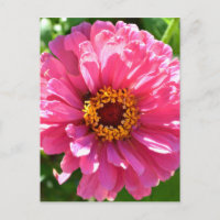 Elegante margarita clásica rosa floral floral mamá