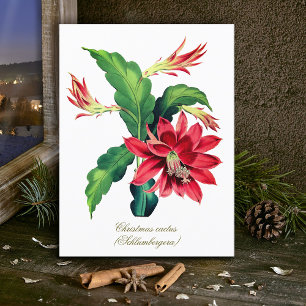 Postal Elegante Navidades botánicos de época Flor de cact