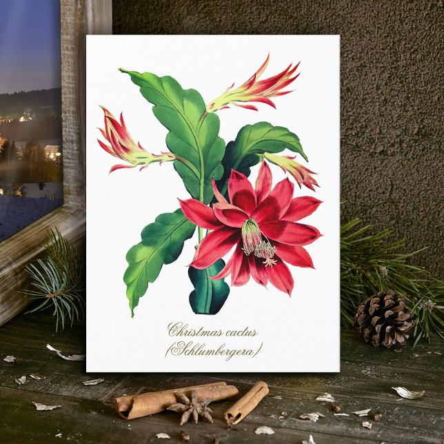 Postal Elegante Navidades botánicos de época Flor de cact (Subido por el creador)