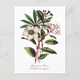 Postal Elegante Navidades botánicos de época Rosa Flor