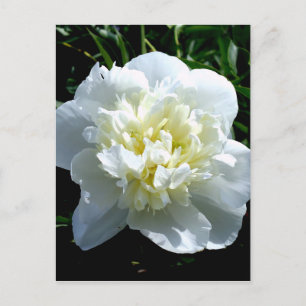 Postal Elegante peonía floral blanca foto de flor blanca