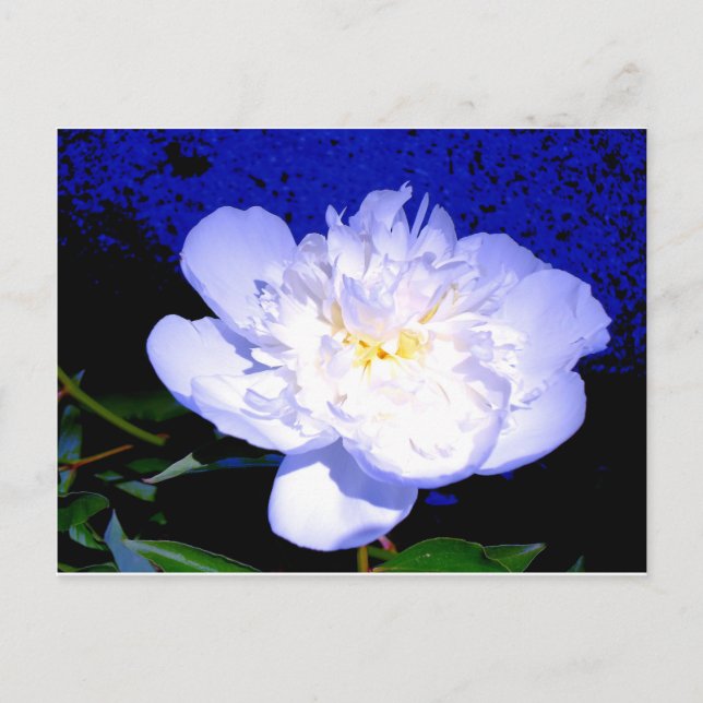 Postal Elegante Peony morado blanco (Anverso)