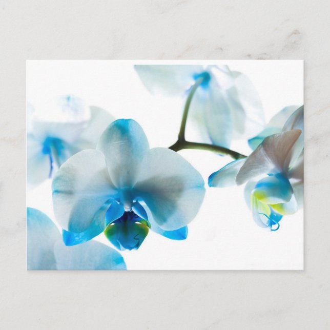Postal Elegante Personalizado de las orquídeas azules (Anverso)