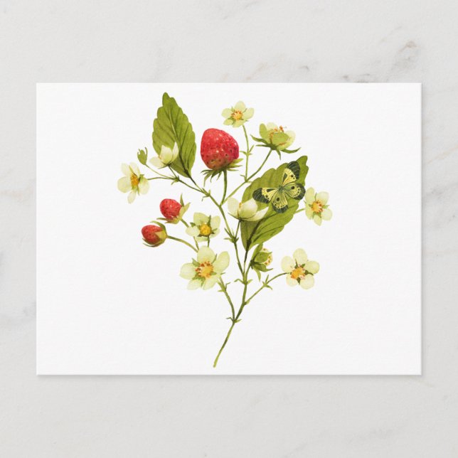 Postal Elegante planta de fresa acuarela con flores (Anverso)