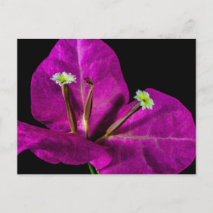 Postal Elegante Purple Bougainvillea