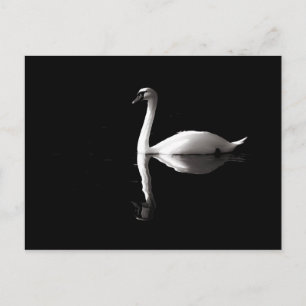 Postal Elegante Reflexión Del Cisne Blanco Sobre El Lago