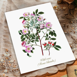 Postal Elegante Rosa salvaje rosa rosado de época