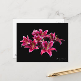 Postal Elegante Stargazer Oriental Lilies Flores Rosa