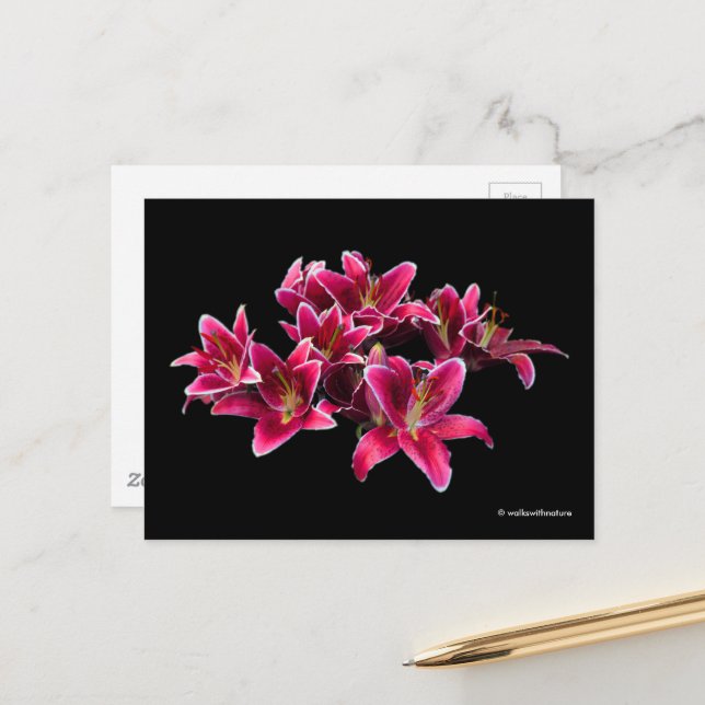 Postal Elegante Stargazer Oriental Lilies Flores Rosa (Anverso/Reverso In Situ)