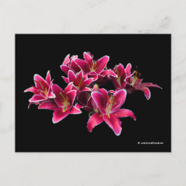 Postal Elegante Stargazer Oriental Lilies Flores Rosa