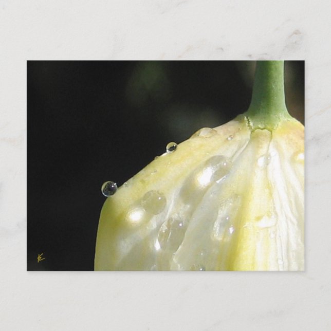 Postal Elegante Tulipán de marfil con dew (Anverso)