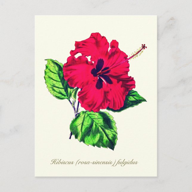 Postal Elegante Vintage Botánico Hibiscus Flower (Anverso)