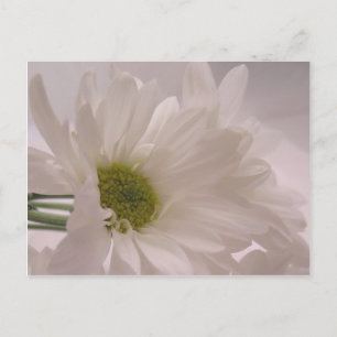 Postal Elegantes diques blancos