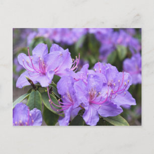 Postal elegantes flores de azalea moradas，杜鹃花