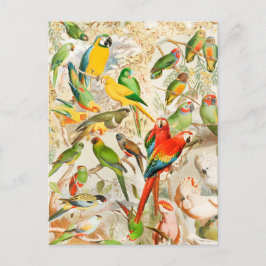 Postal Elegantes loros de aves tropicales de época