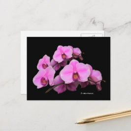 Postal Elegantes orquídeas rosadas florales Falenopsis en