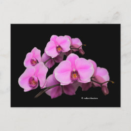 Postal Elegantes orquídeas rosadas florales Falenopsis en