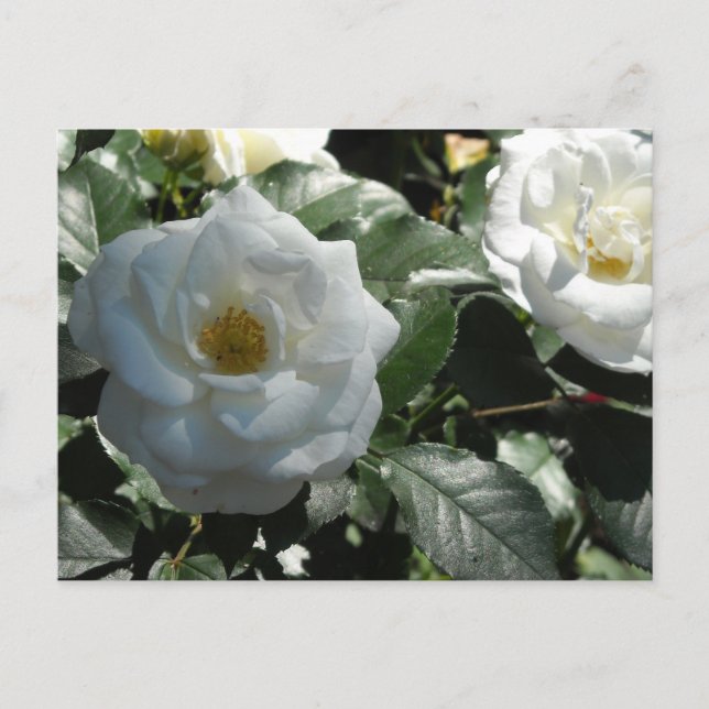 Postal Elegantes rosas blancas (Anverso)