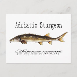 Postal Elemento Adriático Sturgeon