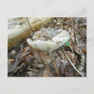 Postal Elementos de coordenadas de hongos blancos