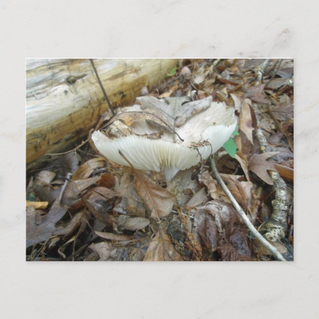 Postal Elementos de coordenadas de hongos blancos (Anverso)